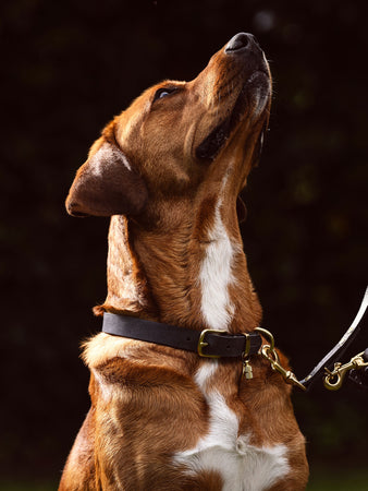 Hunde Halsband aus Leder mit Namens Personalisierung