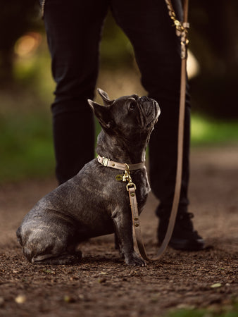 Hunde Halsband und Leine verstellbar als Cityleine Fuehrleine aus Leder