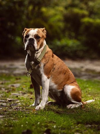 Hunde Zugstopp Retriever Halsband nach Mass mit Namen personalisiert