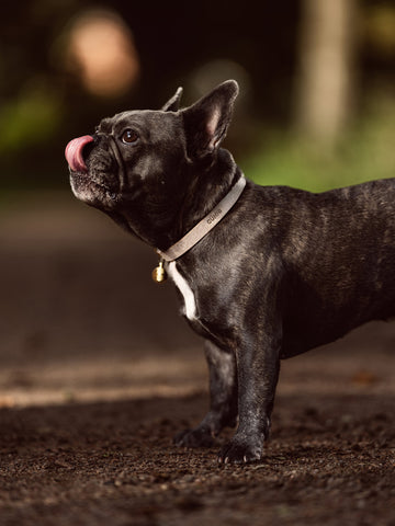 Leder Hundehalsband nach Mass mit Namen Personalisiert und mit verstellbarem Schnellverschluss